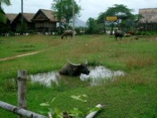 cambodia-buffalo